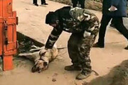  کشتار سگ و گربه ها در روستایی در چین برای جلوگیری از شیوع کرونا