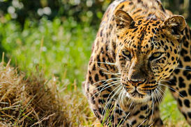 حرکت آکروباتیک پلنگ برای شکار آهو