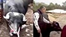 صحنه باورنکردنی که گاو باردار حین سربریدن رقم زد! 