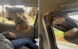 استقبال گرم زرافه و گورخر، گردشگران را به وحشت انداخت 