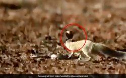 شگرد دیدنی خدنگ مارکش برای فرار از حمله مرگبار مار کبرا! 