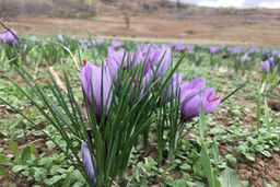 آغاز برداشت زعفران در روستای سیب چال