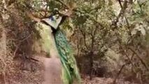 ویدئویی جالب از پرواز حیرت انگیز طاووس در جنگل 