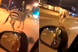 شگفتی شهروندان با دیدن حیوانات سیرک در خیابان! 