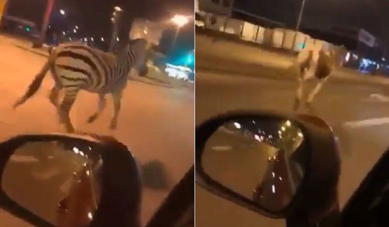 شگفتی شهروندان با دیدن حیوانات سیرک در خیابان! 