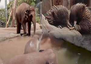 فرار حیوانات باغ وحش تارونگای استرالیا از گرما