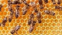 خوابیدن روی کندوهای زنبور برای درمان!