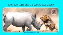 کرگدن دو تنی، با شاخ آهنین خود، سلطان جنگل را به فرار واداشت