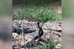 جنگ دو مار نر در پارک جنگلی کالیفرنیا