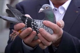 کبوتر یک میلیون یورویی را ببینید!