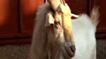 بز نری که شیر می‌دهد!