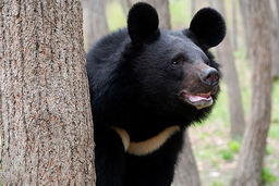 تصویربرداری از یک قلاده خرس سیاه در منطقه کلمرز کرمان 