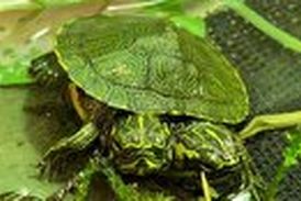 لاک پشت دوسر نادر در ویرجینیای امریکا! 