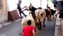 عاقبت دردناک فستیوال گاوبازی در اسپانیا
