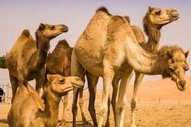  مرگ 2 صدرنشین خودرو در اثر برخورد با شتر/ شتر زنده ماند!