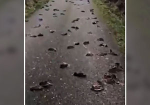 مرگ مشکوک ۳۰۰ پرنده در یک جاده