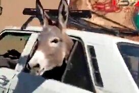 پیکان‌سواری خر در خیابان!
