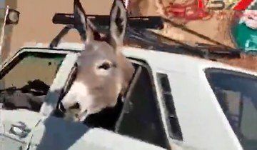 پیکان‌سواری خر در خیابان!