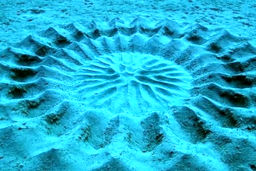 هنرمندترین موجود زیر دریا 