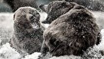 مبارزه دیدنی ۲ خرس غول پیکر با یکدیگر
