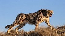 شکار دیدنی خرگوش توسط یوزپلنگ ایرانی در جاجرم
