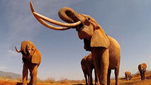 آخرین بازمانده نسل ماموت‌ها