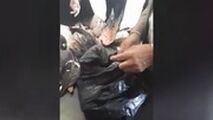 قاچاق مسافری پرنده‌های بینوا در مرز شلمچه
