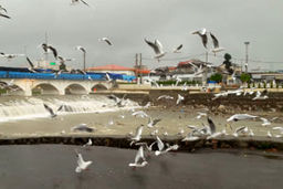 لحظات دیدنی از پرواز مرغان دریایی در تنکابن + فیلم