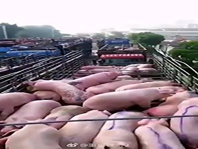زنده سوزاندن خوک‌ها در چین برای مقابله با تب خوکی آفریقایی