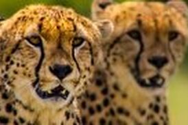 شکار دیدنی یک گوزن یالدار توسط چند یوزپلنگ گرسنه 