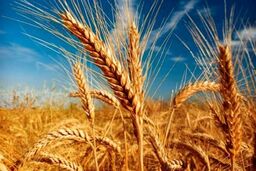 حرفه‌ای ترین روش درو و بسته بندی سریع گندم