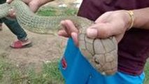 وحشت مرد روستایی با دیدن مار شاه کبرای ۴.۵ متری در اتاق خواب! 