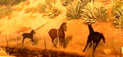 رفتار عاشقانه یک اسب در آتش سوزی‌های کالیفرنیا