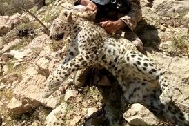 ویدیو/ فوق العاده دیدنی درگیری پلنگ و جوجه تیغی! 