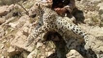 فیلمی فوق العاده دیدنی درگیری پلنگ و جوجه تیغی! 