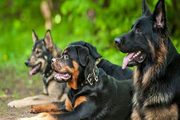 تکه و پاره کردن یک سگ توسط سایر سگ‌ها