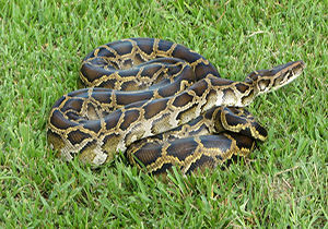 بازی خطرناک یک کودک با مار پیتون