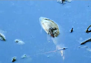 مرگ ماهیان به دلیل کاهش اکسیژن آب رودخانه