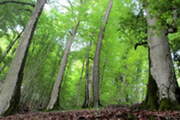 حال جنگل‌های ۴۰میلیون ساله مازندران خوب نیست!