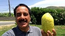 گزارش موبایلی معصومی‌نژاد درباره میوه بالنگ