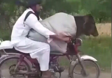 قاچاق گاو از هند به پاکستان با موتورسیکلت! 