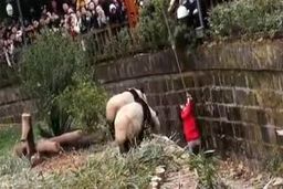 افتادن یک دختربچه به داخل محل نگهداری از خرس‌های پاندا در باغ وحش