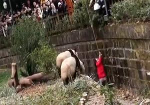 افتادن یک دختربچه به داخل محل نگهداری از خرس‌های پاندا در باغ وحش