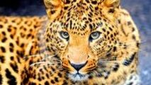 حمله غافلگیرانه پلنگ گرسنه به گراز