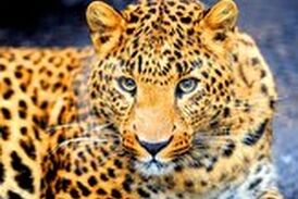 حمله غافلگیرانه پلنگ گرسنه به گراز