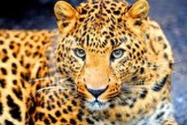 حمله غافلگیرانه پلنگ گرسنه به گراز