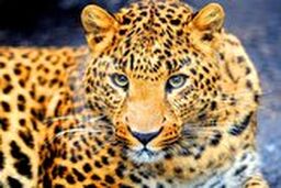 حمله غافلگیرانه پلنگ گرسنه به گراز