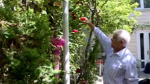 مردی که پس از ۴۰ سال تلاش، حیاط خانه‌اش را به بهشت تبدیل کرده است