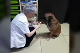 سگ ولگرد برای درمان زخم‌هایش به داروخانه پناه برد!