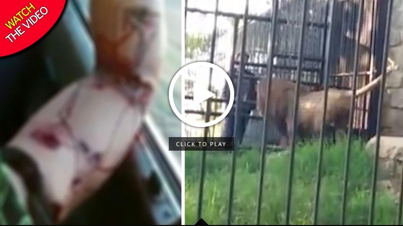 حمله مرگبار شیر باغ وحش به گردشگر!